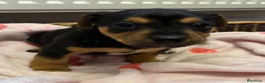 Jack Russell 3