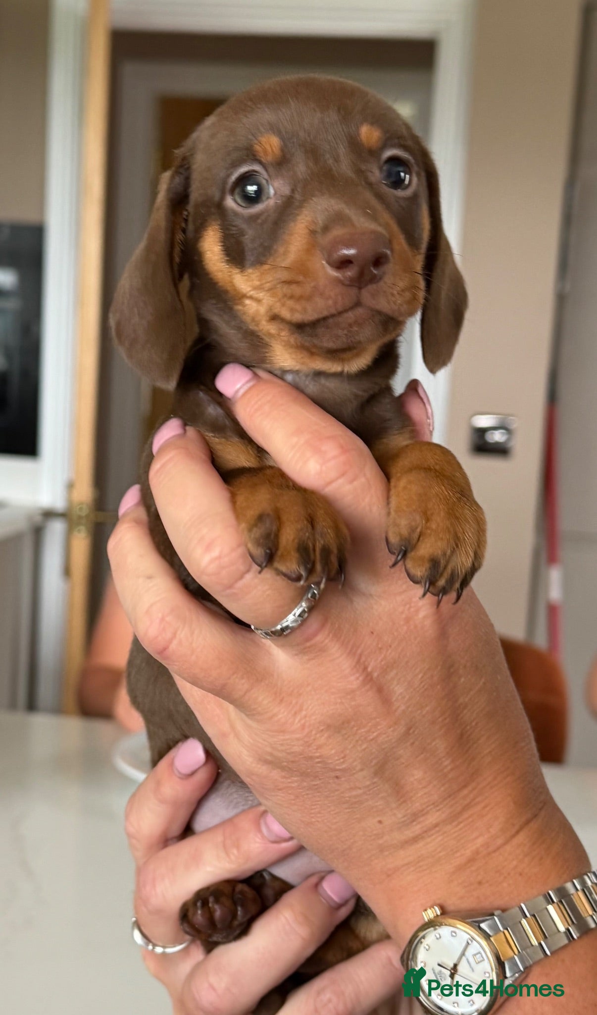 Miniature Dachshund dogs Gorgeous miniature dachshund female - Advert 2