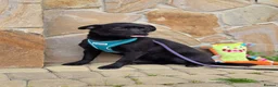 Mixed Breed dogs for adoption: ❤️🐶 MONICA – PURE AFFECTION IN A SMALL BODY in Burton-on-Trent - Advert 19