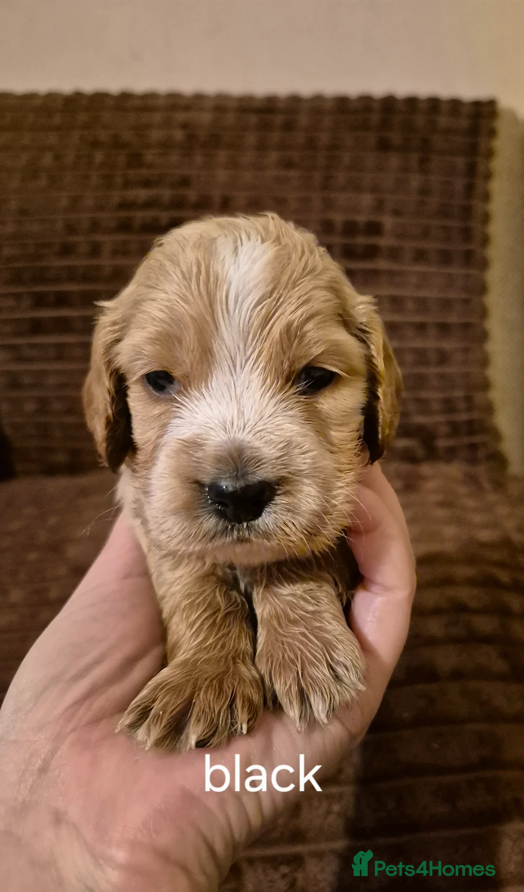 American Cocker Spaniel dogs for sale: Cocker Spaniel puppies for sale - Advert 10