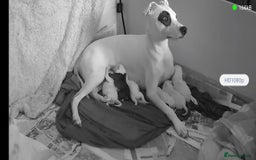 Mixed Breed dogs for sale: Staffy-lurcher Cross Border Collie  - Image 2
