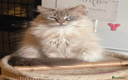 Ragdoll cats for sale: Two Ragdolls. Mom and Son. Ready for new home. - Image 8