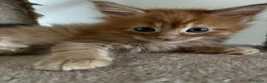Maine Coon Kitten 1