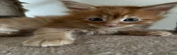 Maine Coon cats for sale: Stunning Mainecoon Kittens - Advert 32