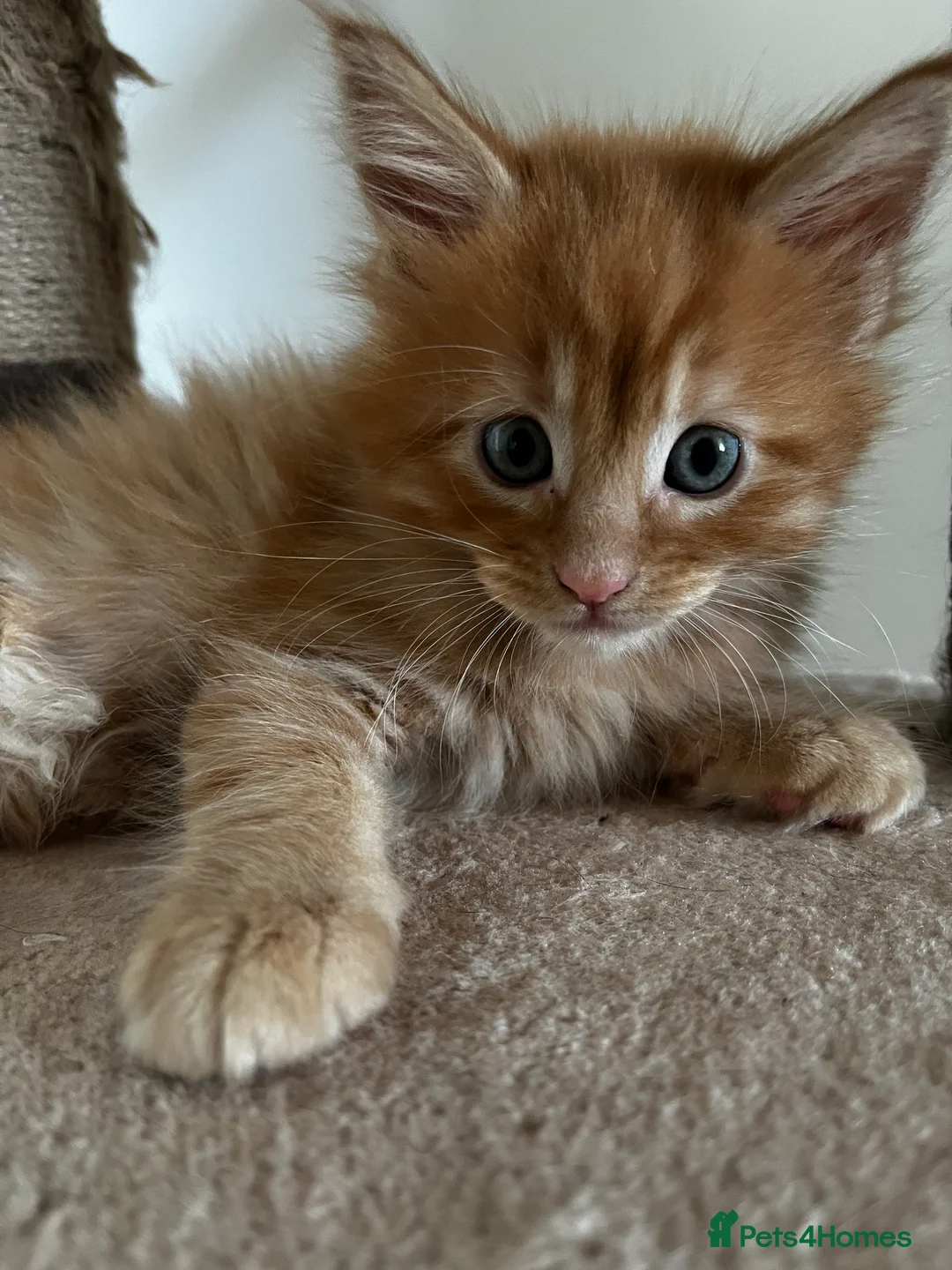 Maine Coon cats for sale: Stunning Mainecoon Kittens - Advert 32