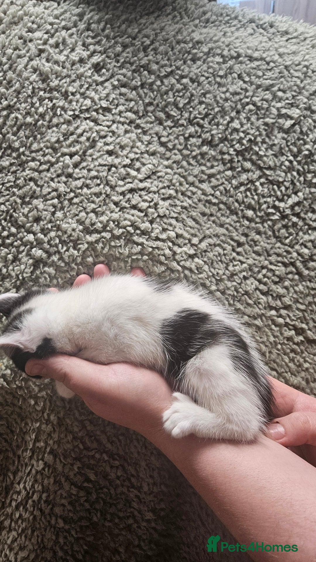 Mixed Breed cats for sale: Kittens  - Advert 11