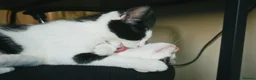 British Longhair cats for sale: We are a bonded pair looking for our forever home! - Advert 10