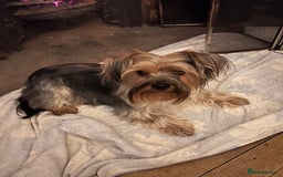 Yorkshire Terrier dogs for sale:  Yorkshire Terrier Puppies - Hampshire  - Image 9