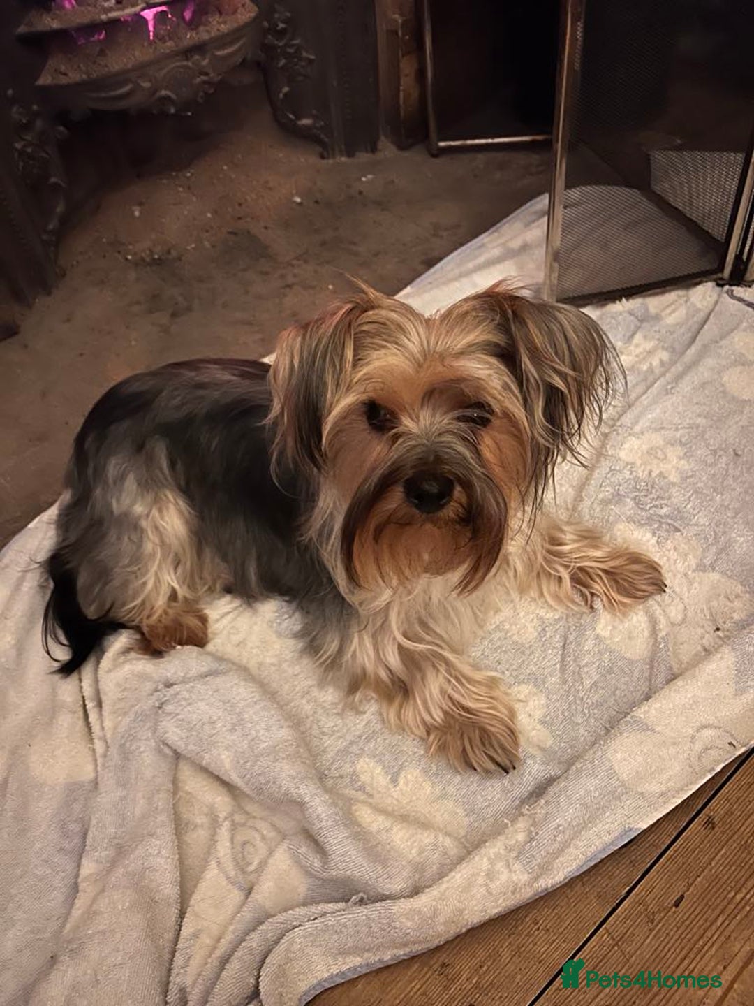 Yorkshire Terrier dogs for sale:  Yorkshire Terrier Puppies - Hampshire  - Image 9
