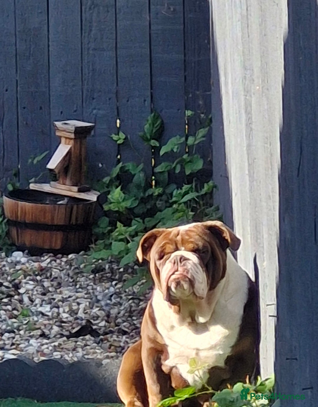 English Bulldog dogs for sale: Female English Bulldog For Sale  - Advert 2