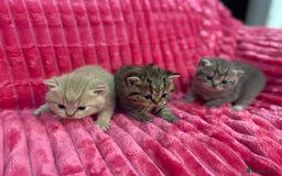 British Shorthair cats for sale: Gorgeous British shorthair kittens  - Image 9