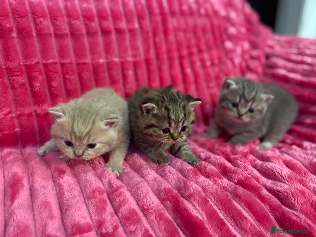 British Shorthair cats for sale: Gorgeous British shorthair kittens  - Image 9