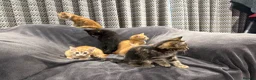 Mixed Breed cats for sale: READY NOW Boys and Girls available  - Advert 3