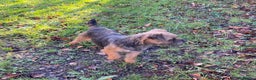 Border Terrier dogs for sale: Female adult border terrier - Advert 2