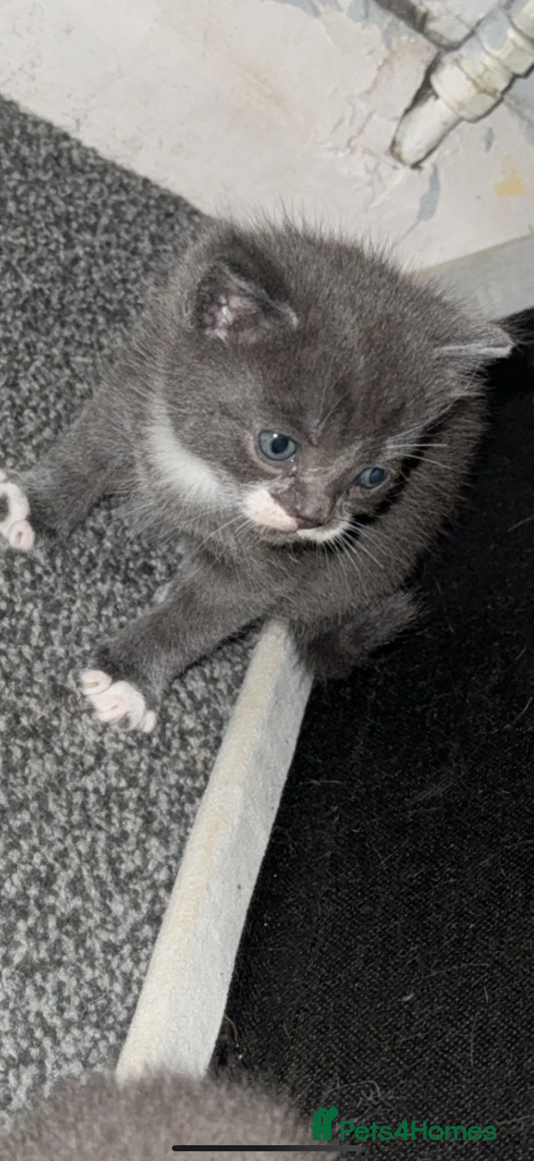 British Shorthair cats for sale: British short hair x domestic kittens  - Image 9