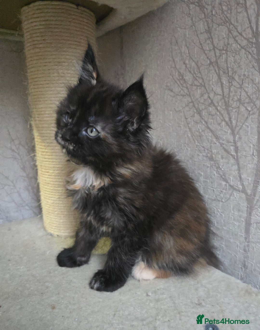 Maine Coon cats for sale: Beautiful Tica registered girls - Advert 5