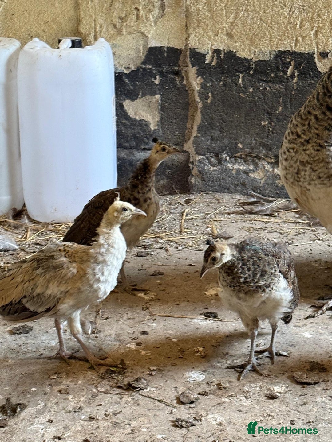 Peafowl poultry for sale: Mixed peafowl 10 weeks old  - Image 2