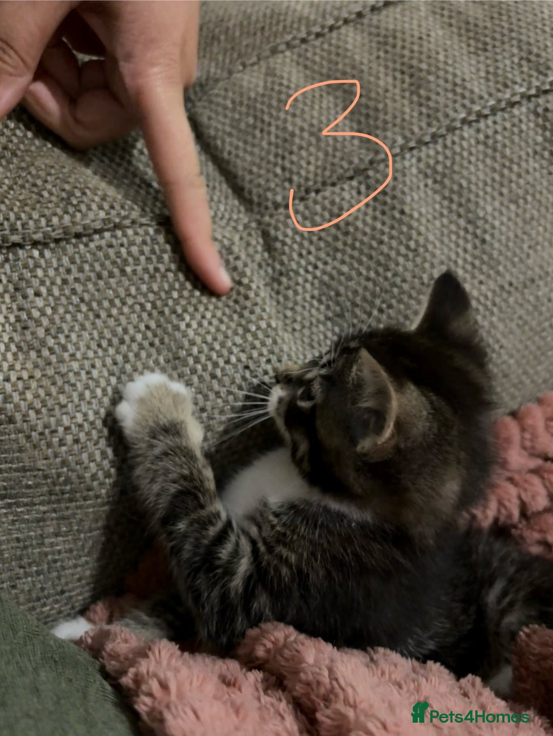 Mixed Breed cats for sale: 3 beautiful female kittens  - Image 25