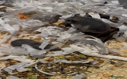 Hamster rodents for sale: Pedigree sapphire winter white hamsters  - Image 6