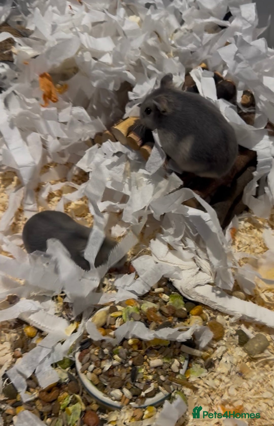 Hamster rodents for sale: Pedigree sapphire winter white hamsters  - Image 6