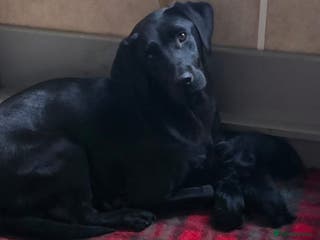 Springador dogs Adorable springerdor puppies - Advert 12