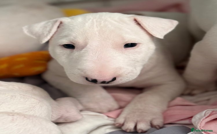 English Bull Terrier dogs *REDUCED* 1 male KC EBT pup left - Advert 3