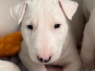 English Bull Terrier dogs *REDUCED* 1 male KC EBT pup left - Advert 1