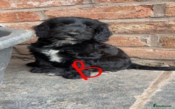 Cockapoo dogs for sale: F1 Adorable CockerPoo Puppies  - Image 17