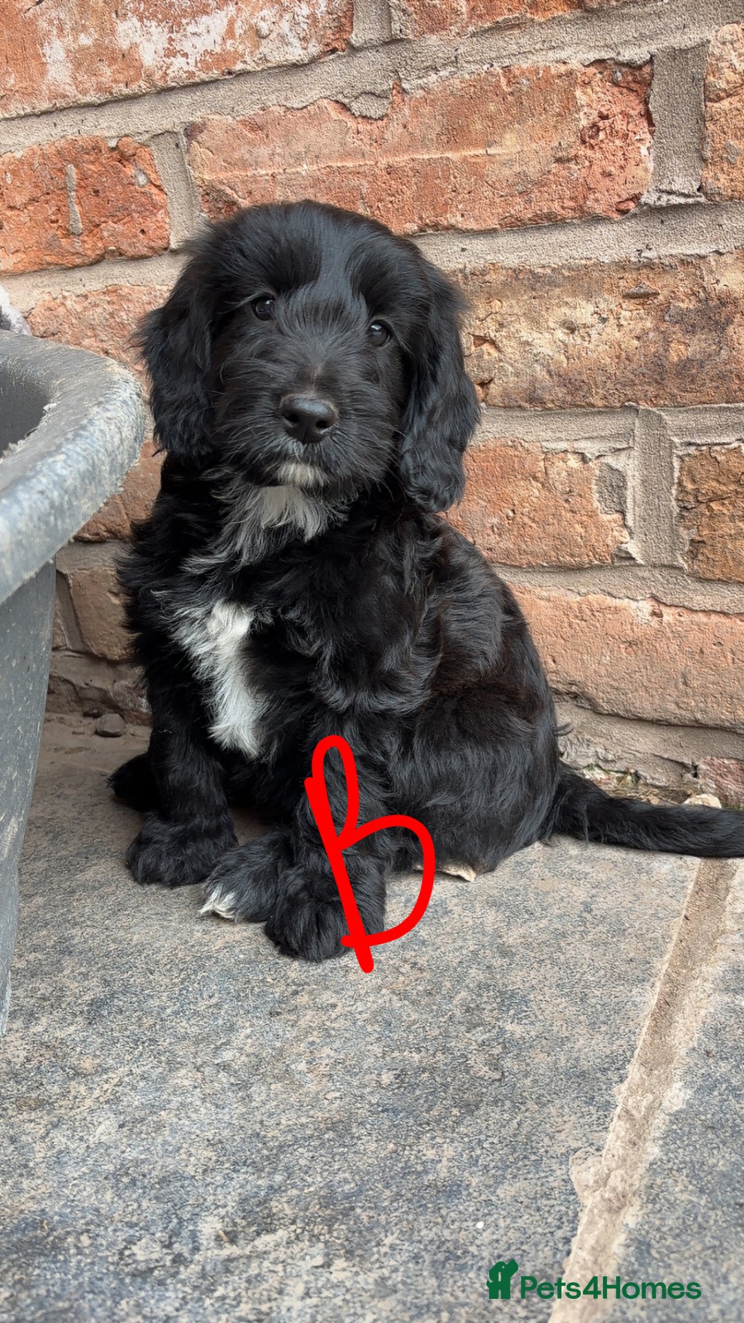 Cockapoo dogs for sale: F1 Adorable CockerPoo Puppies  - Image 17
