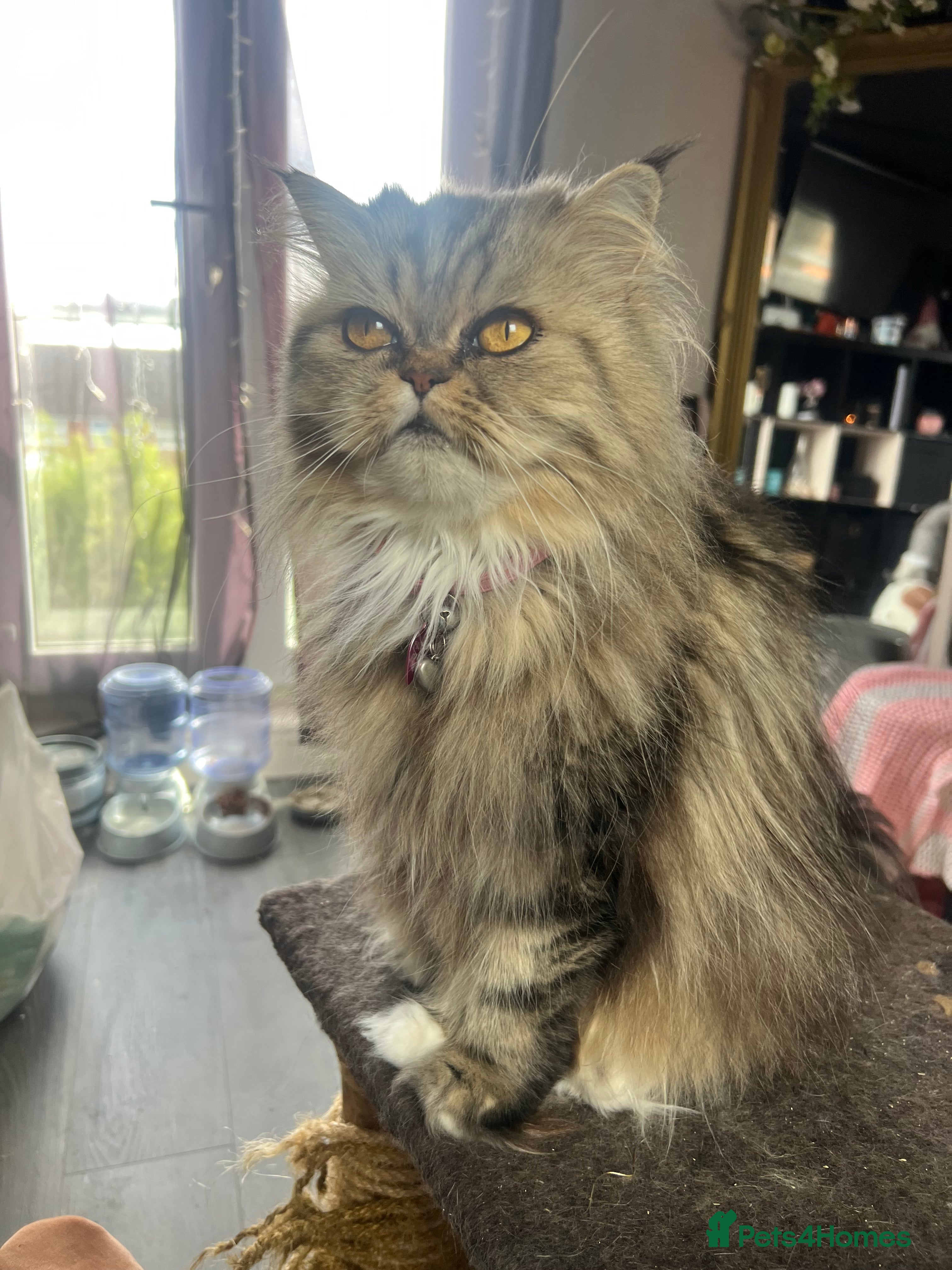 Persian cats Gorgeous Persian Kittens  - Advert 2