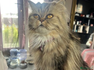 Persian cats Gorgeous Persian Kittens - Advert 4