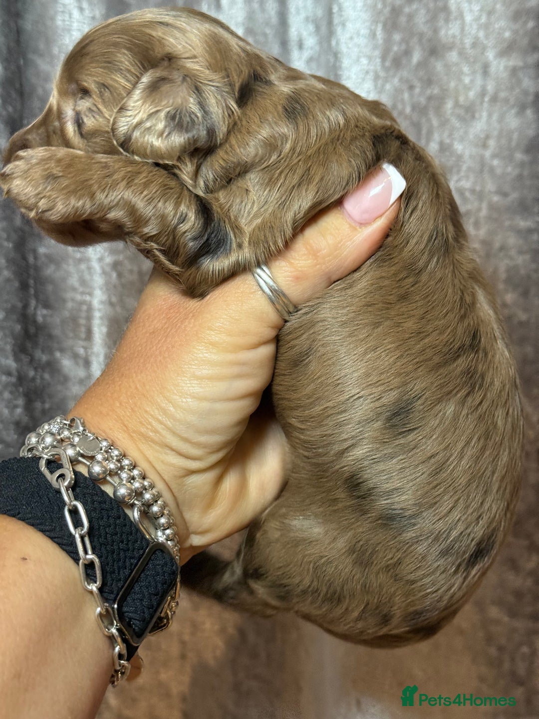 Cockapoo dogs for sale: F1 Cockapoo , Array of colours  - Image 10