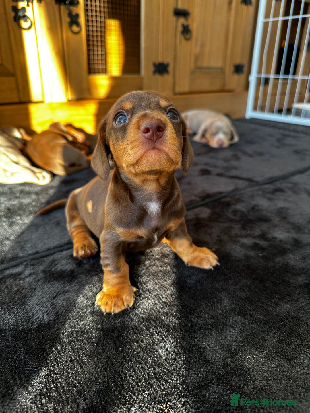 Miniature Dachshund dogs for sale: Chocolate & Tan Miniature Daschund Boy - Image 2