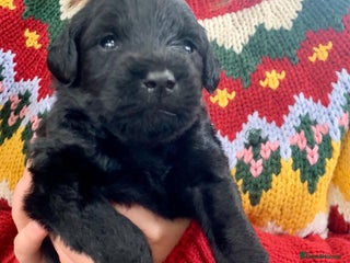 Labradoodle dogs - Advert 9