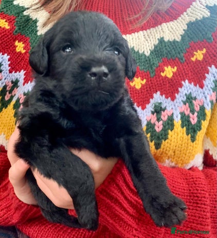 Labradoodle dogs - Advert 1