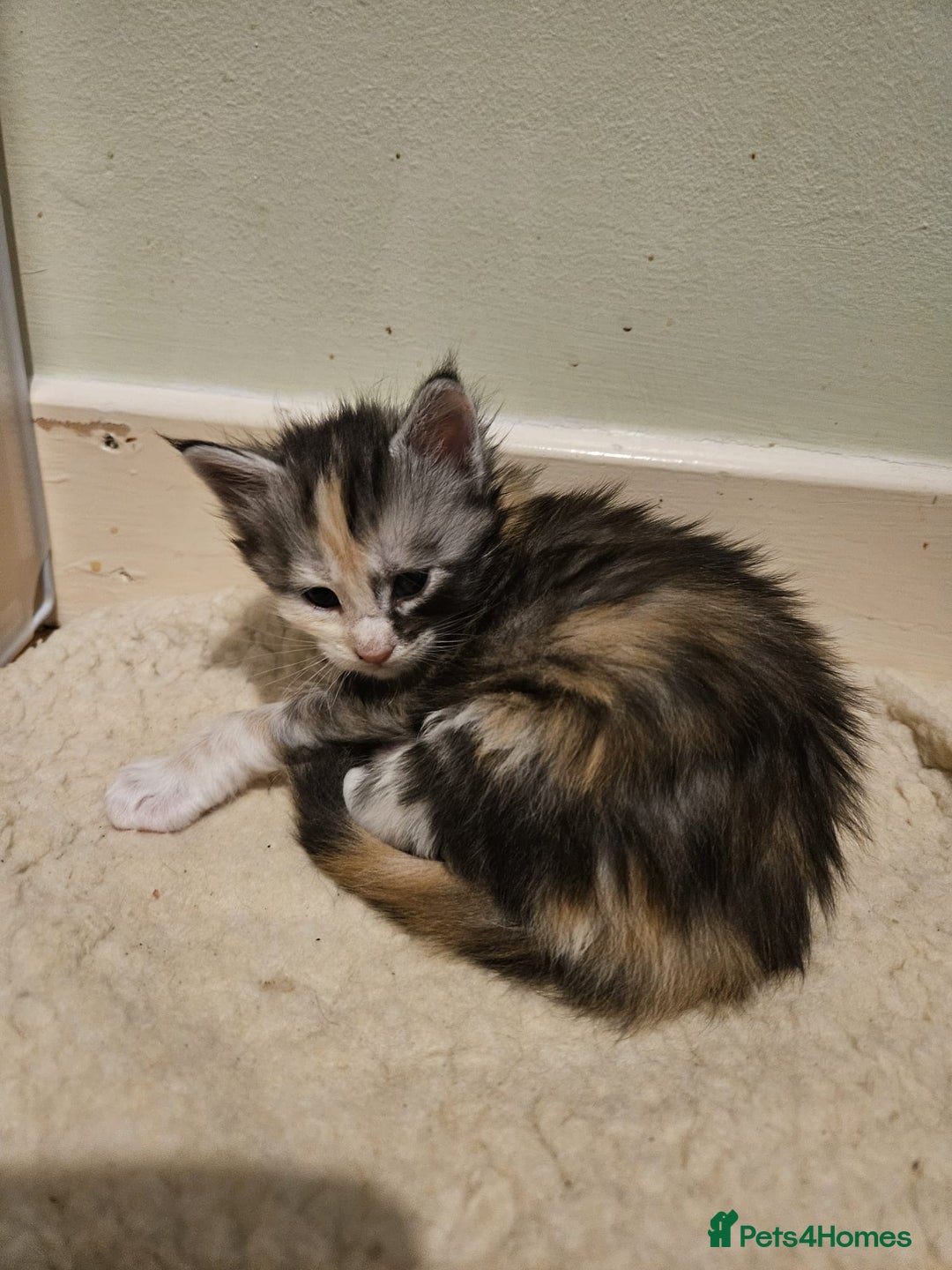 Maine Coon cats for sale: Stunning GCCF registered Maine Coon Kittens  - Advert 19