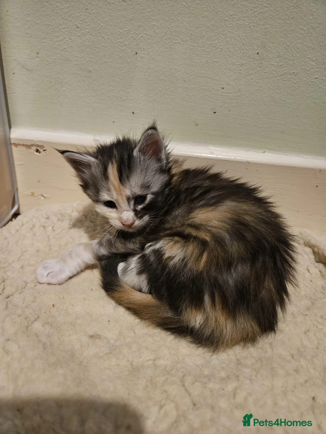 Maine Coon cats for sale: Stunning GCCF registered Maine Coon Kittens  - Advert 19