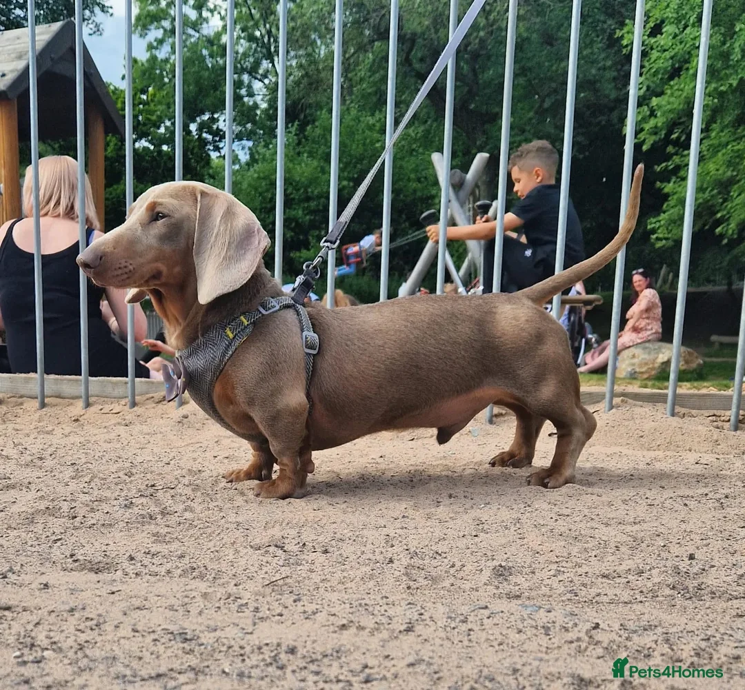 Miniature Dachshund dogs for stud: **RogueRoyales Hennessy** PRA Clear Isabella & Tan in Wolverhampton - Advert 6
