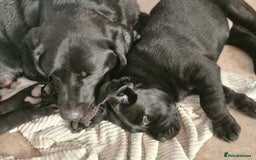 Labrador Retriever dogs for sale: Chunky black labrador girl available  - Image 11