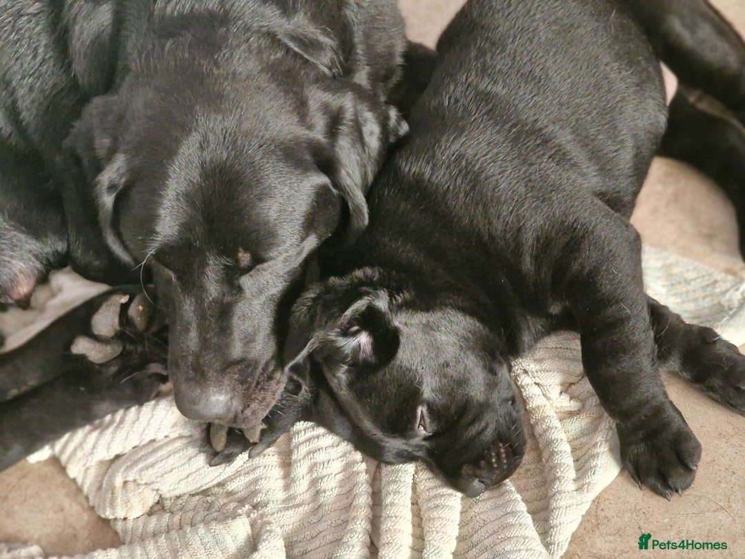 Labrador Retriever dogs for sale: Chunky black labrador girl available  - Image 11