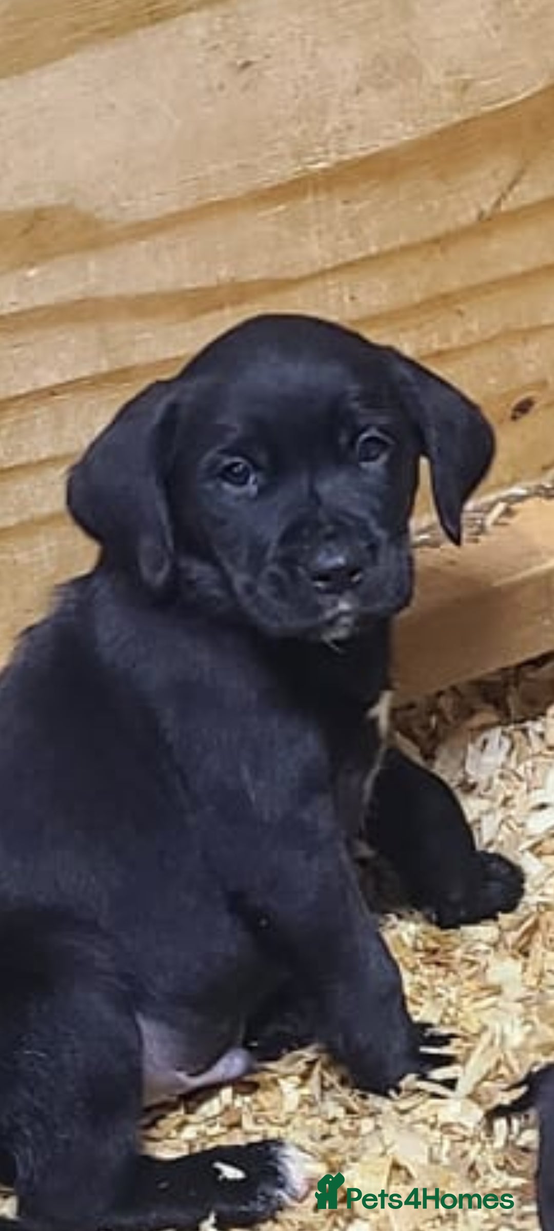 Springador dogs Springadors  - Advert 14