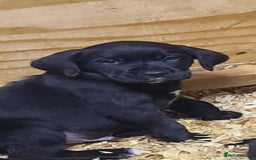 Springador dogs for sale: Springadors  - Image 2