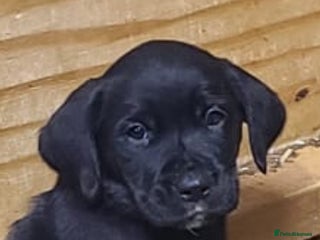 Springador dogs Springadors - Advert 1