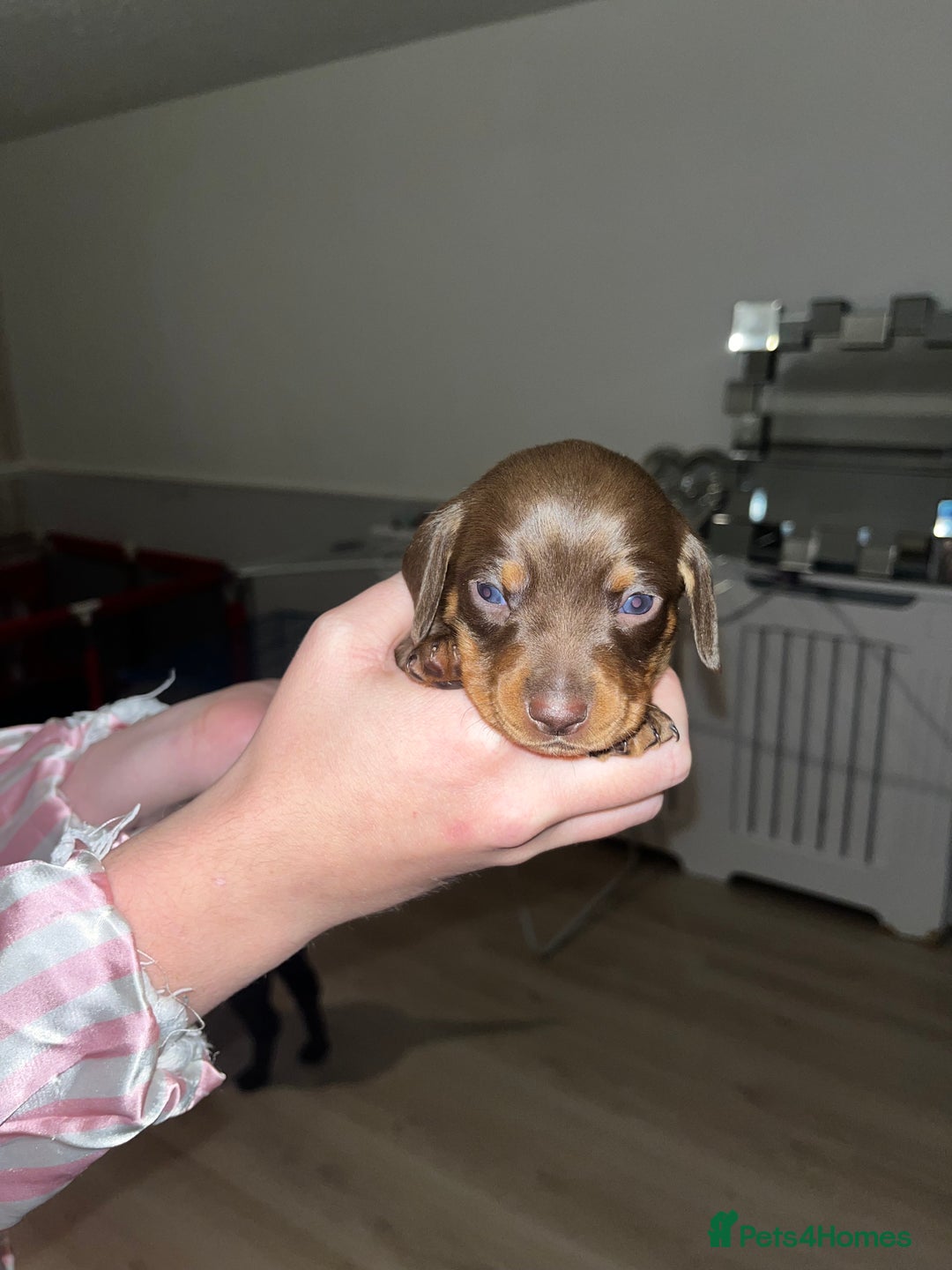 Miniature Dachshund dogs for sale: Tiny rabbit daushunds 5 beautiful babies 🥰🥰 - Image 2