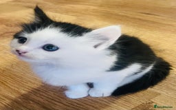 British Longhair cats for sale: Cute long haired kittens  - Image 8