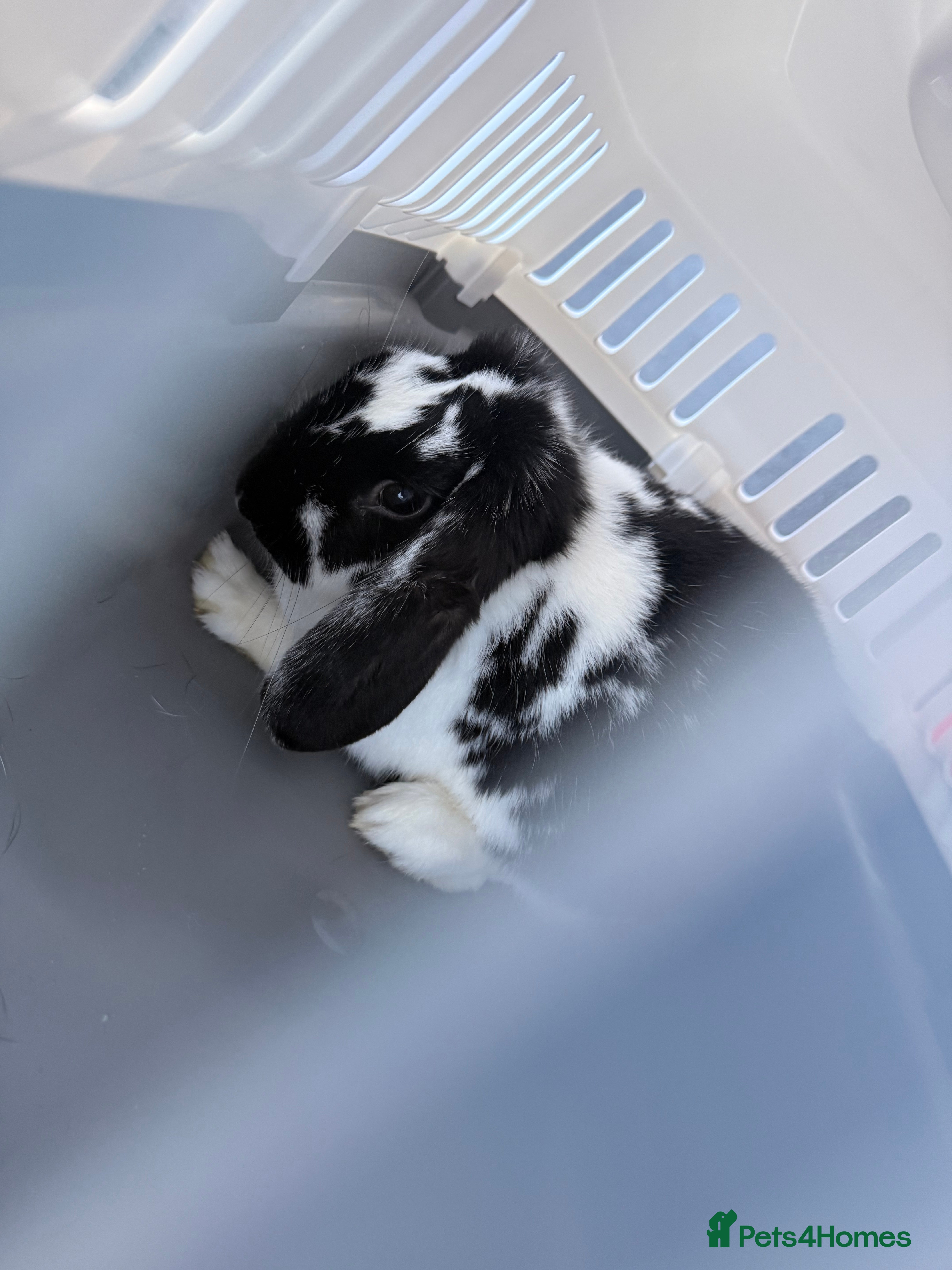 Mini Lop rabbits Mini Lop Rabbit - Looking for a Loving Home - Advert 11