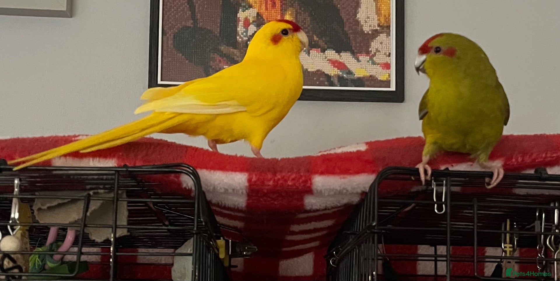 Parakeets birds Bonded male and female Kakarikis parakeets gentle  - Advert 18