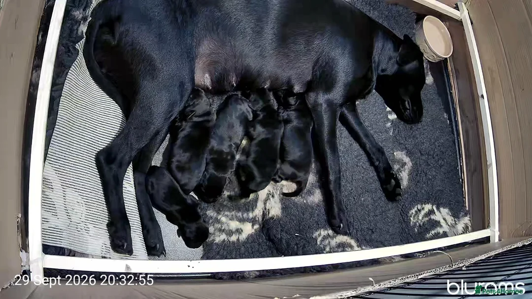 Labrador Retriever dogs for sale: Stunning Working Line Labrador Pups in Rugeley - Advert 15
