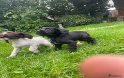 Cocker Spaniel dogs for sale: Cocker spaniels - Image 4