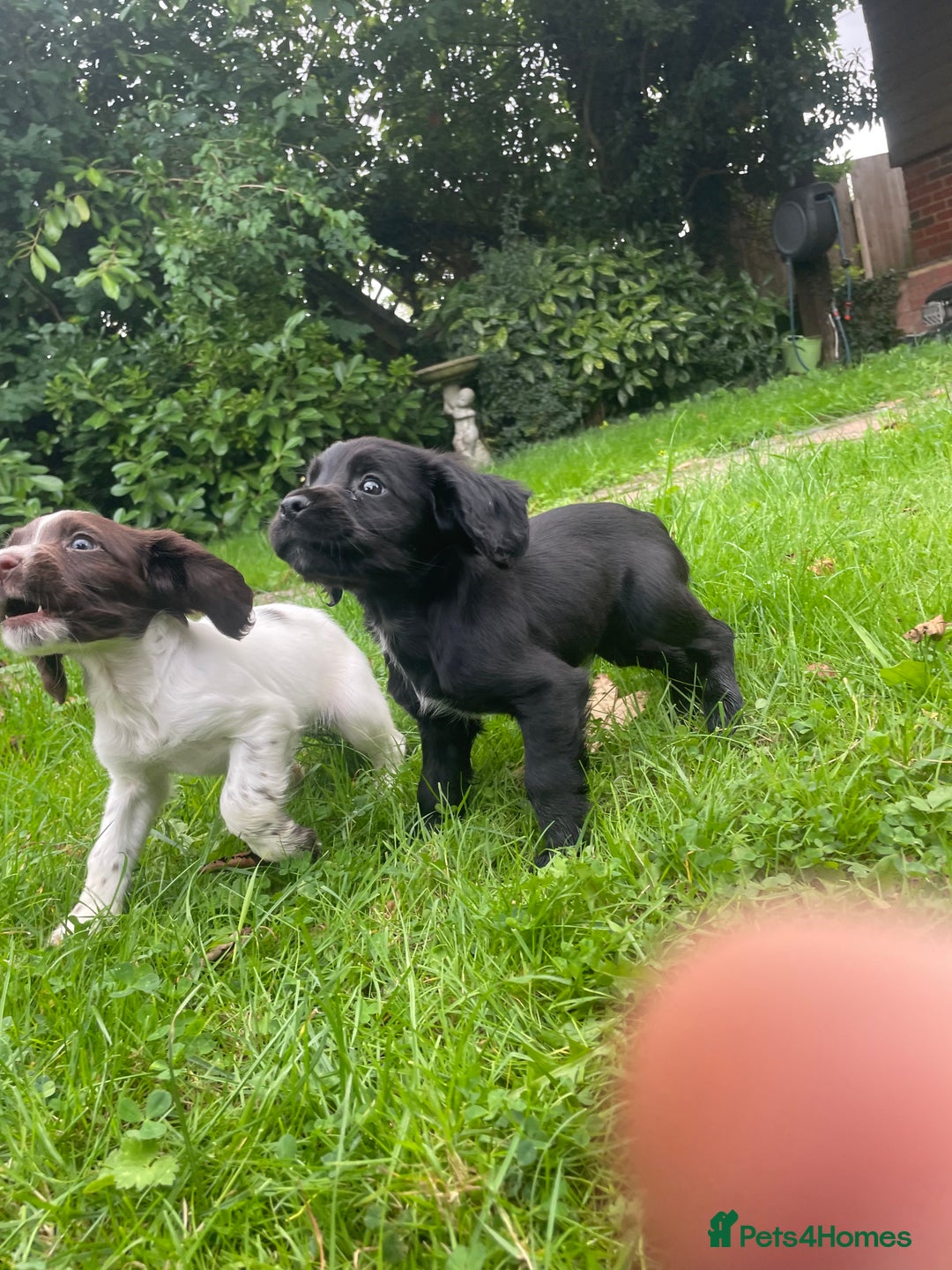 Cocker Spaniel dogs for sale: Cocker spaniels - Image 4